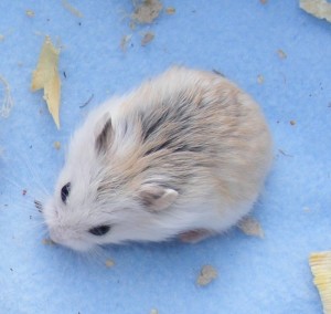 white face roborovski hamster